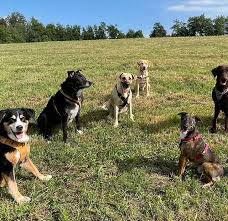 Bild von Hunden