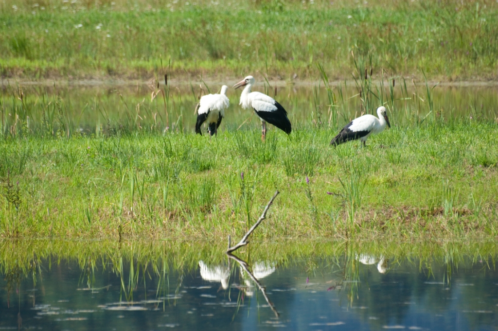 Tierwelt
