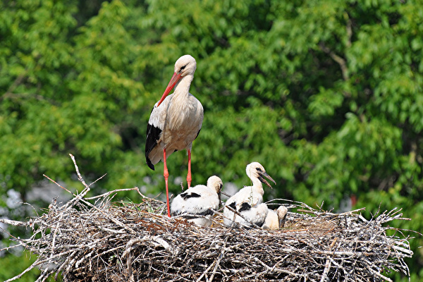 Storchenfamilie