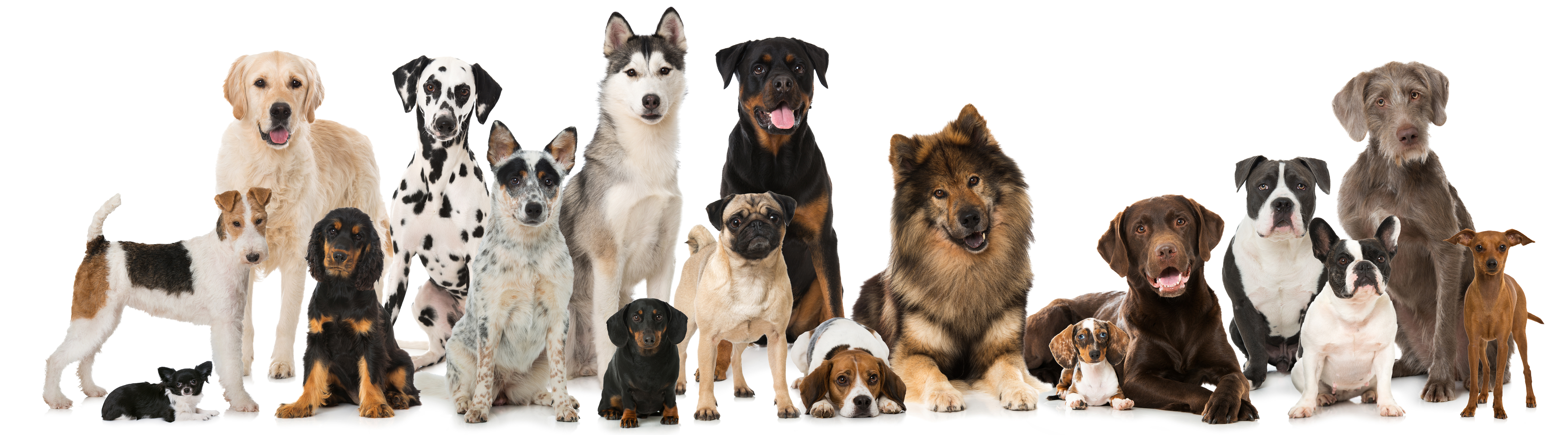 Bild einer Gruppe von verschiedener Hunde