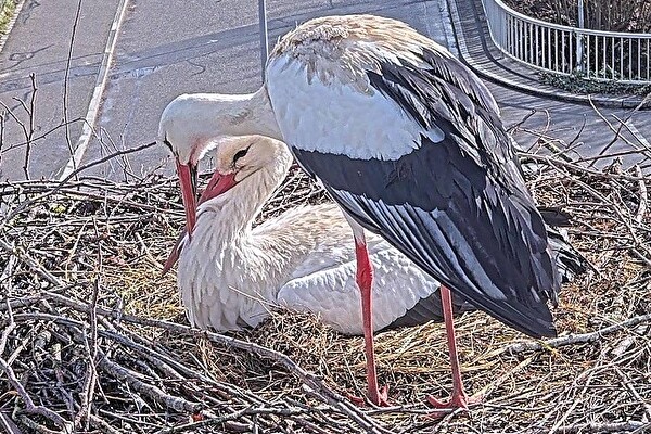 Bild des Storchenpaars auf dem Gemeindehausdach