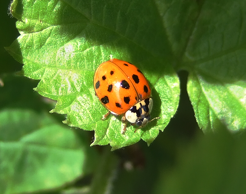 Tierwelt
