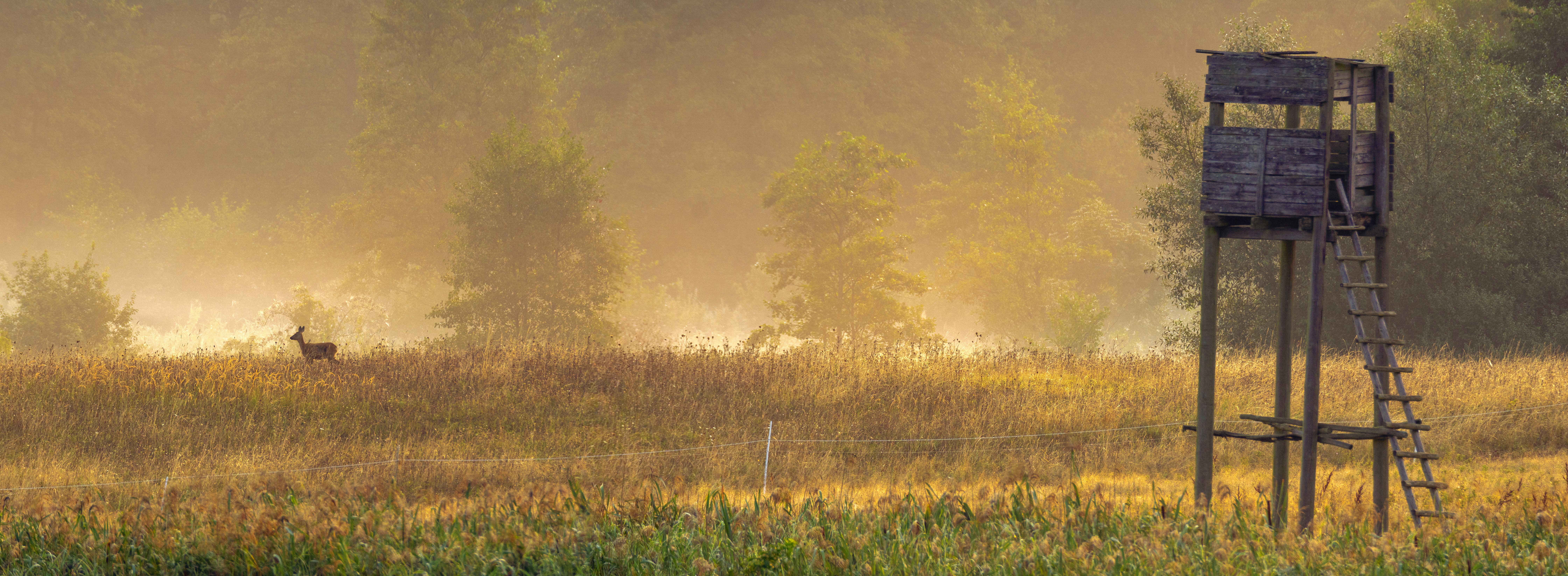 Bild eines Hochsitzes mit einem Reh auf der Wiese