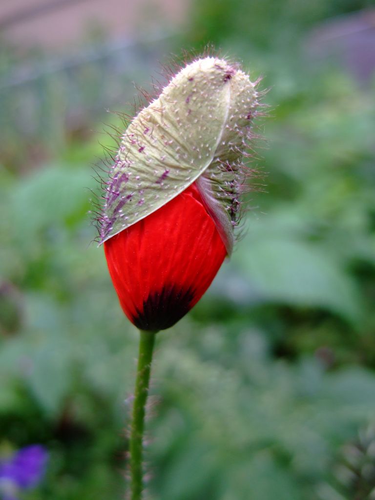 Tierwelt