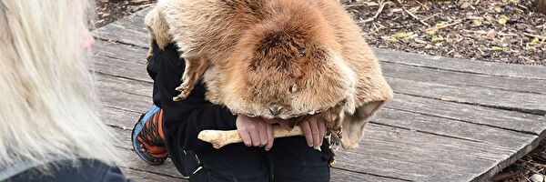 Verkleideter Junge als Biber kniet und naggt am Holz