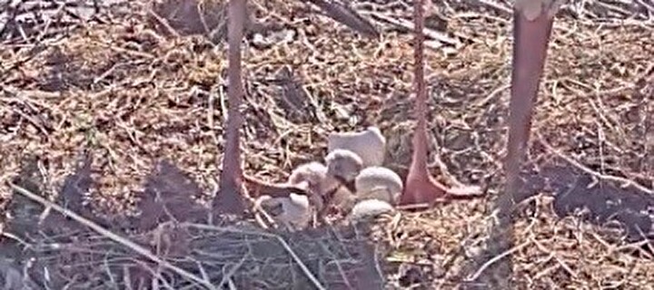 Bild des ersten Baby Storches der Mönchaltorfer Storchenfamilie