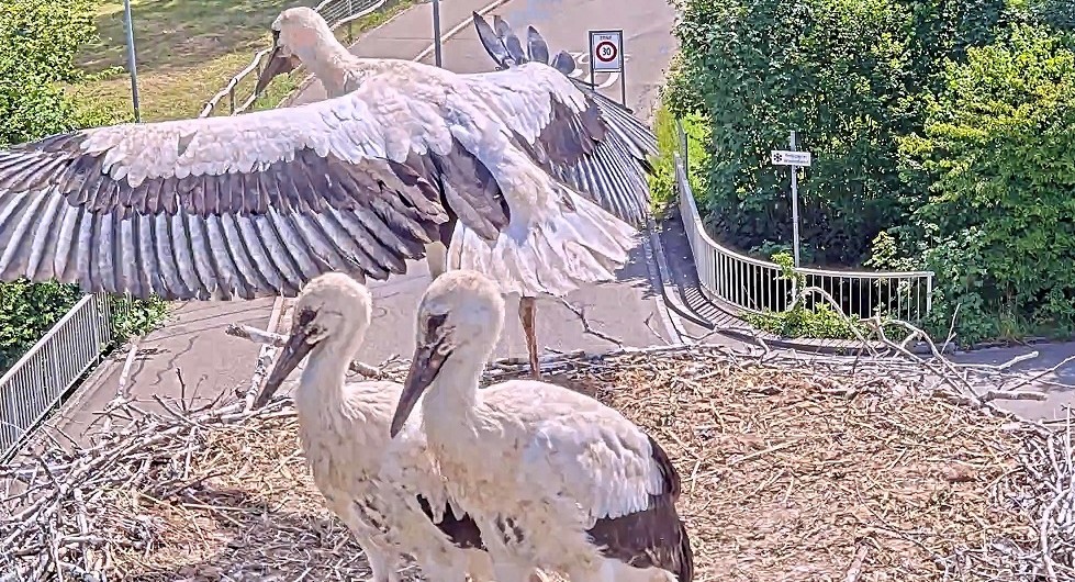 Störche mit ersten Flugversuchen