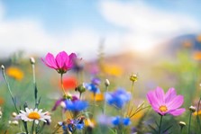 Blumenwiese