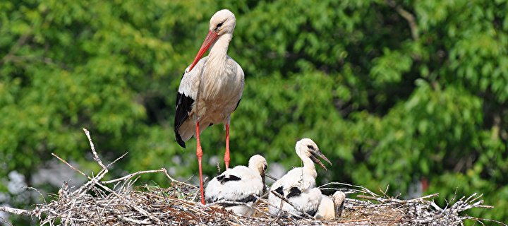 Storchenfamilie