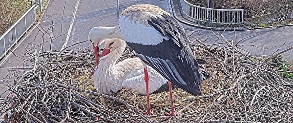 Bild des Storchenpaars auf dem Gemeindehausdach