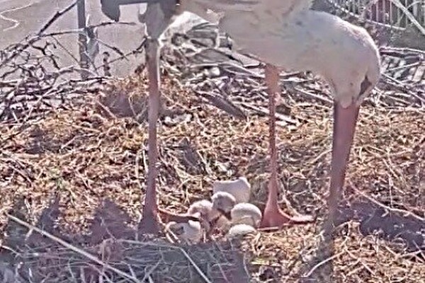 Bild des ersten Baby Storches der Mönchaltorfer Storchenfamilie