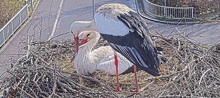 Bild des Storchenpaars auf dem Gemeindehausdach