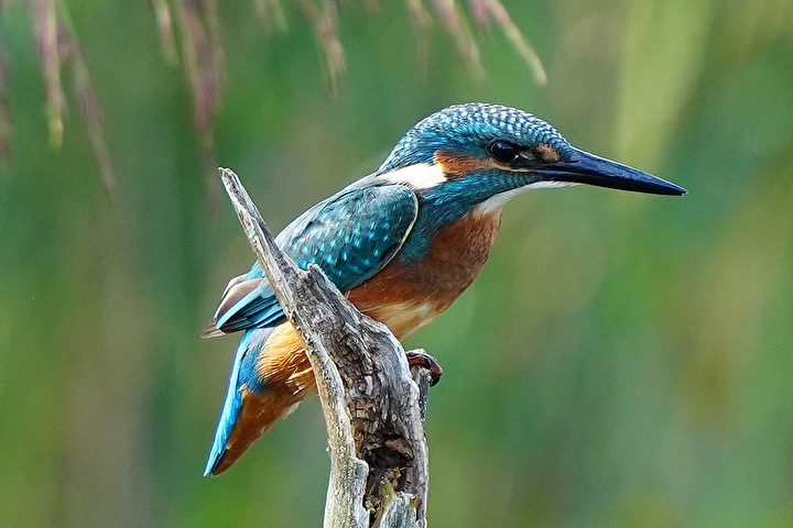 Bild eines Vogels in der Naturstation Silberweide