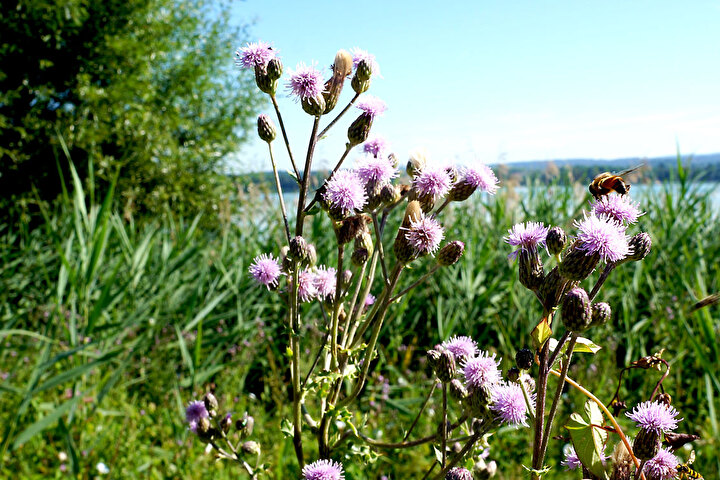 Landschaftsbild vom Greifensee mit Fauna