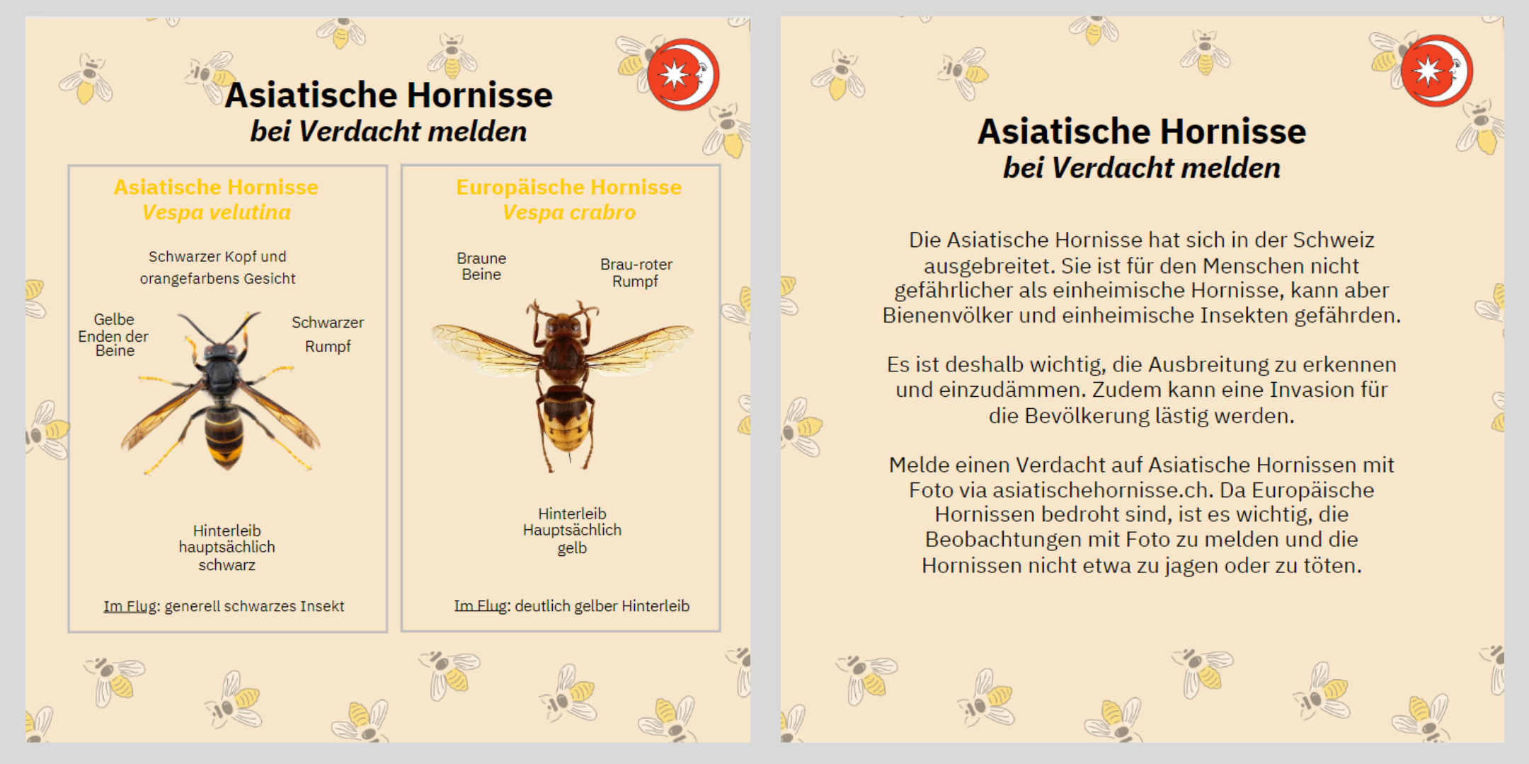 Asiatische Hornisse