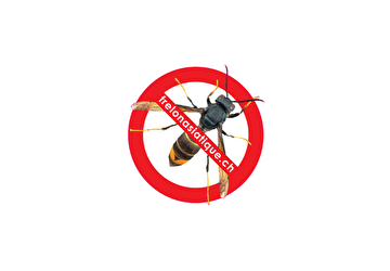 L'Association Stop Frelons Vaud (ASFV) est en charge de l'organisation et de la coordination de la lutte contre le frelon asiatique dans le Canton de Vaud avec l'aide des sociétés régionales d'apiculture. Toutes les informations nécessaires se trouvent sur le site www.stopfrelons.ch