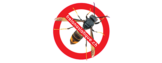 L'Association Stop Frelons Vaud (ASFV) est en charge de l'organisation et de la coordination de la lutte contre le frelon asiatique dans le Canton de Vaud avec l'aide des sociétés régionales d'apiculture. Toutes les informations nécessaires se trouvent sur le site www.stopfrelons.ch