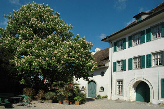 Aesculus hippocastanum

- Heimat: SO-Europa, W- u. M-Europa eingebürgert
- blüht im Mai und wird 20 – 25 m hoch.
- Besonderes: Samen leicht giftig. Seit 1576 in Kultur.
- gute Bienenweide. Samen ehemals für Schweinemast.
- wichtiger Alleebaum seit Beginn des 18. Jahrhunderts.
