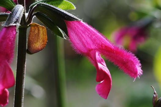 Salvia buchananii stammt aus Mexiko. Auffallend sind die flaumig behaarten Blüten und die glänzenden, unbehaarten Blätter. Die zierliche Pflanze eignet sich sehr gut für Töpfe.