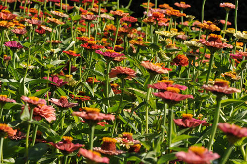 Nebst Kübelpflanzen, den Sommerrabatten findet sich auch im Schnittblumengarten ein grosses Feuerwerk an blühenden fremden Pflanzen. Dabei kann auf keinen Fall auf die Zinnien verzichtet werden.