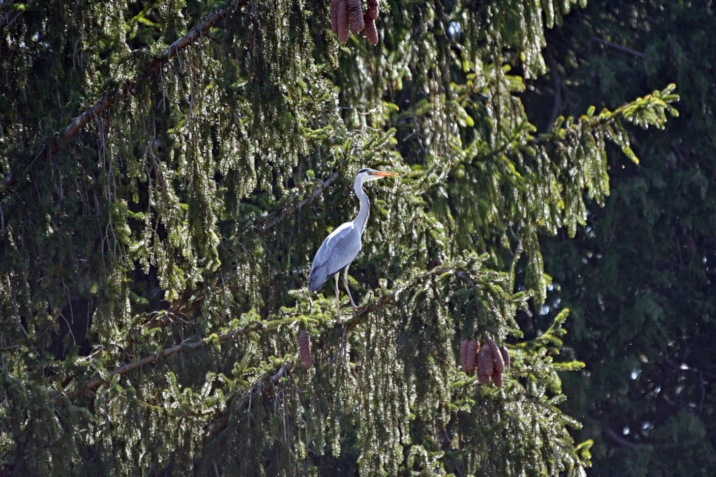 Graureiher im Schlosspark