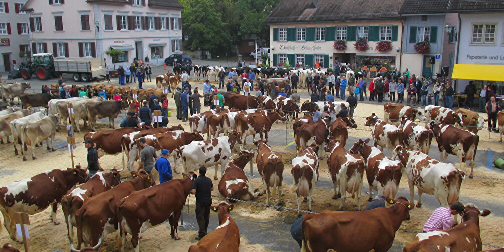 Viehschau