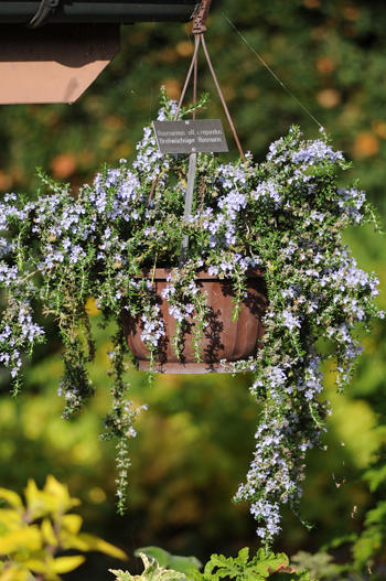Rosmarin ist zur Heilpflanze des Jahres 2011 erkoren worden. Diese Information gab der Naturheilkundeverein Theophrastus bei einem Heilkräuter-Fachsymposium im Kloster St. Marienstern in der Lausitz bekannt. Rosmarin (Rosmarinus officinalis) sei im medizinischen und kosmetischen Bereich vielfältig anwendbar, hieß es in der Mitteilung. «Durch seine natürliche, aktivierende und tonisierende Wirkung ist er für eine immer älter werdende Bevölkerung ebenso hilfreich wie für jüngere Patienten mit Erschöpfungs- und Ermüdungszeichen.» Zudem wirke Rosmarin durchblutungsfördernd und krampflösend, bringe den Kreislauf in Schwung und stärke Herz und Verdauung. Seine «herausragenden gesundheitsfördernden und aromatischen Eigenschaften» entfalte der Rosmarin ebenso in der Küche durch gezielte Anwendung als Gewürz.
Leider ist der breitwachsende Rosmarin nicht winterhart, aber er macht sich sehr gut als Ampelpflanze.

