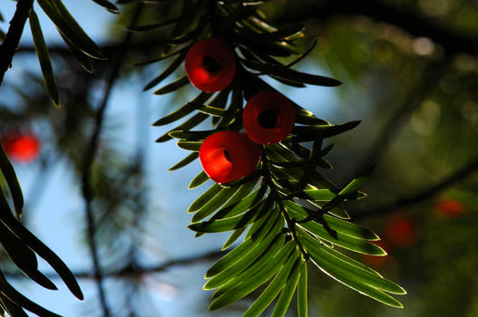 Taxus baccata

- Heimat: Europa, NW-Afrika, Kleinasien
- Blüht Februar – März: Zweihäusig. Wird bis 15 m hoch
- Besonderes: Ganze Pflanze sehr giftig, ausser Samenmantel. Wird bis 1000 Jahre alt. Früher für Armbrust und Pfeilbogen benützt.
