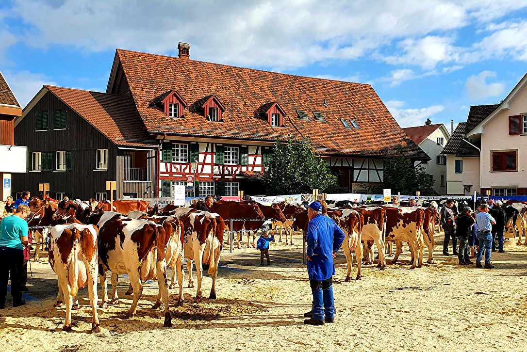 Marktplatz an der Viehschau