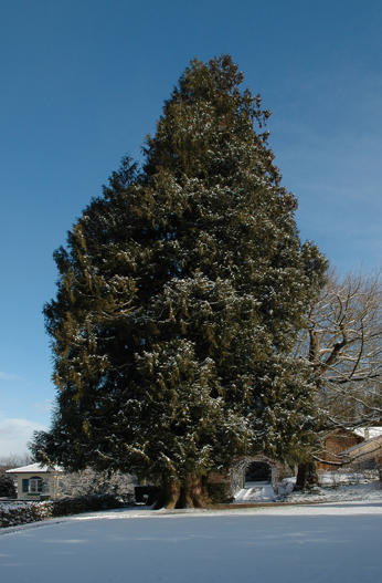 Thuja plicata

- Heimat: Westl. N-Amerika
- blüht im März und wird 30 m hoch, Heimat bis 60 m.
- Besonderes: Ganze Pflanze sehr giftig. Seit 1853 in Kultur. In Heimat bis 1000 Jahre alt. Holz ist zäh und fäulnisresistent. Durch Sturm 1982 beschädigt.

