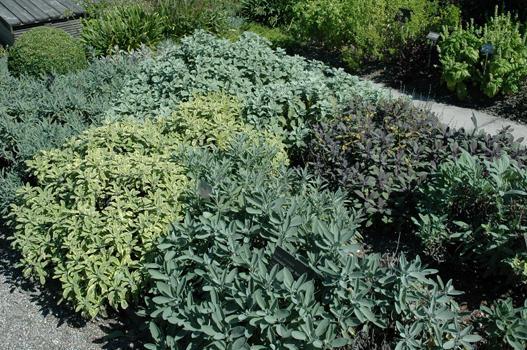 Es ist beeindruckend, wie gross die Vielfalt der Küchenkräuter ist. Allein schon beim Gartensalbei gibt es viele verschiedene Sorten zu entdecken.