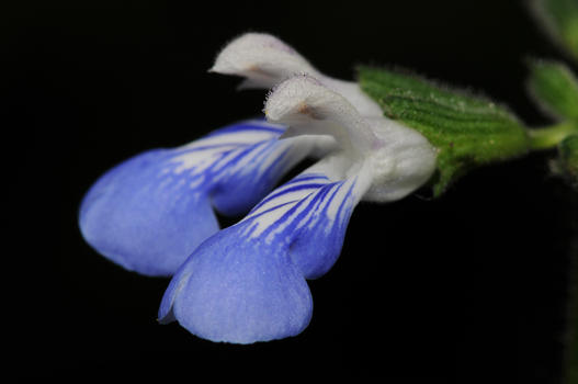 Vom Blatt und Wuchs her ist die Salvia procurrens nur schwerlich als Salbei erkennbar. Sie sieht eher aus wie eine grossblättrige Gundelrebe mit meterlangen Ranken und eignet sich für Ampeln oder für Blumenkistchen. Die leider etwas spärlich erscheinenden Blüten weisen aber eindeutig auf Salbei hin.