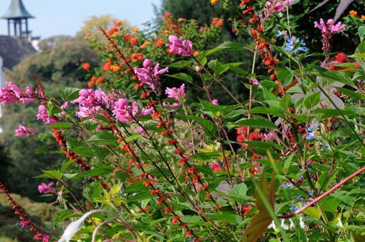 Viele Ziersalvien eignen sich als Struktur- und Blütenpflanzen in Sommerblumenrabatten (Salvia involucrata, Salvia confertiflora).