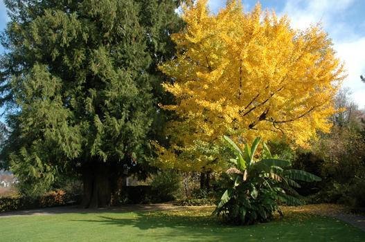 Nicht nur Kübelpflanzen, sondern auch die beiden mächtigen Bäume, Riesen-Thuja und Ginkgo, zeugen von der Freude an fremden Pflanzen im 19. Jahrhundert. Die 1993 gepflanzte Japanische Faserbanane erinnert an die einstigen Blumenbeete mit Bananenstauden auf dem Rondell.