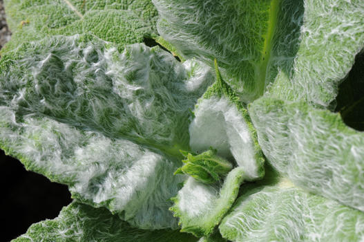 Die Heimat von Salvia argentea ist das westliche Mittelmeergebiet. Im ersten Jahr bildet sich eine silberweiss behaarte bodenständige Blattrosette. Der verzweigte Blütenstand mit grossen weissen Blüten erscheint erst im zweiten Jahr (wenn dieser rechtzeitig entfernt wird, bleibt die Pflanze erhalten, sonst stirbt sie ab). Die Silberblatt-Salbei wird von den Schnecken ganz heiss geliebt.
