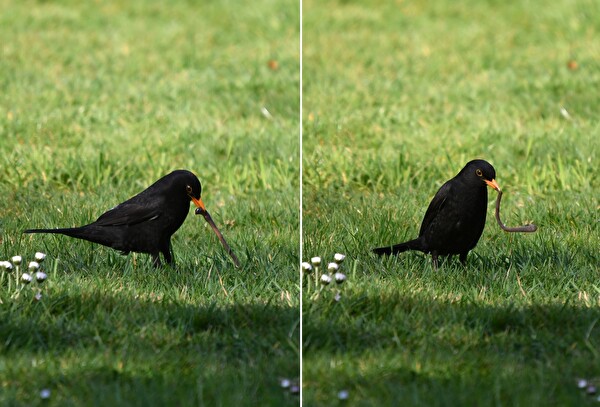 Amsel mit Regenwurm