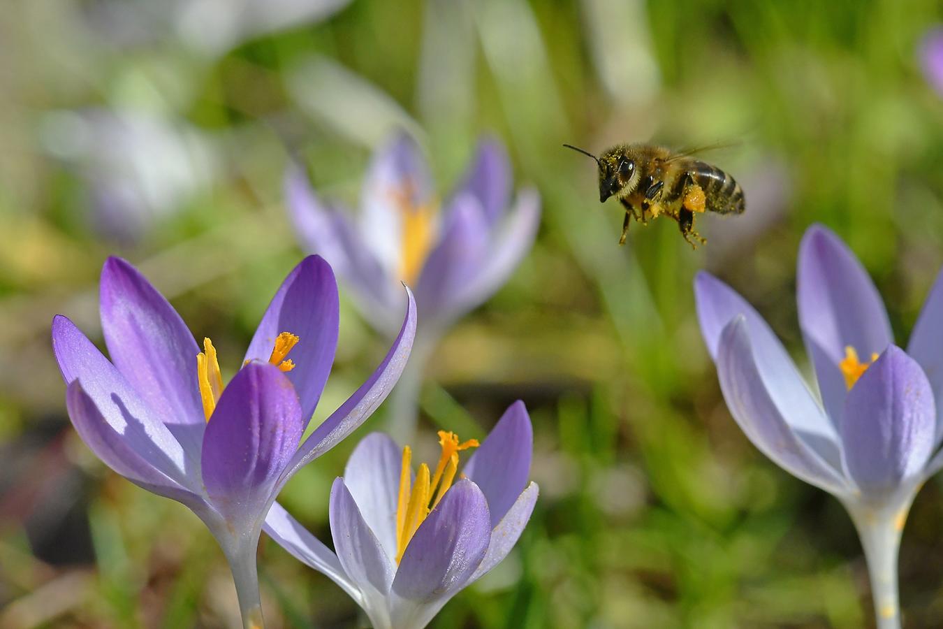 Vollbepackte Biene beim Pavillon