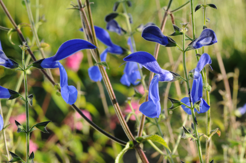 Salbei (Salvia)