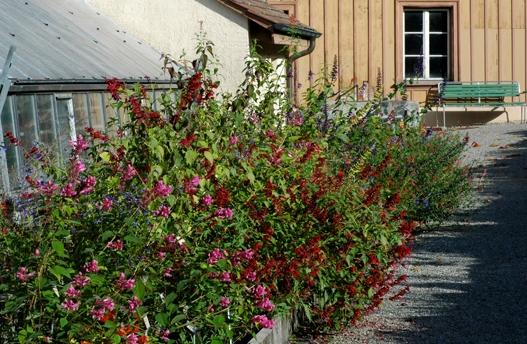 Hinter dem Begriff Salbei versteckt sich eine ungeahnte Vielfalt hunderter Arten und unzähliger Sorten. Den Sommer über bis zum ersten Frost gedeiht und blüht vor dem Treibhaus eine beachtliche Sammlung von nichtwinterharten Salvien.