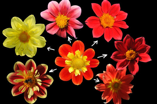 Zu den klassischen unverzichtbaren Schnittblumen gehören auch die Dahlien. Die Sortenvielfalt ist unendlich. 2010 hat der Schlossgärtner begonnen,  selber Dahlien aus Samen zu ziehen. Nach dem überraschenden Resultat wird es wohl noch weitere Experimente geben.