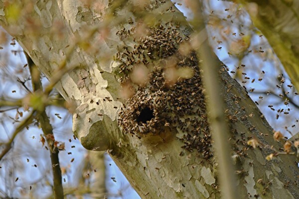 Bienenschwarm beim Einzug in die neue Wohnung hoch oben in der Platane  