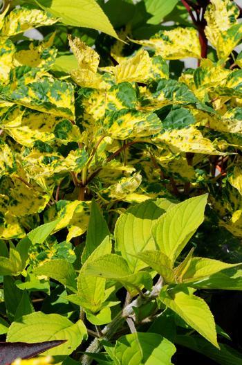 Nicht nur mit Blüten, sondern auch mit buntblättrigen Pflanzen lassen sich Rabatten farbig gestalten. Neben den verschiedenen buntblättrigen Gartensalbeisorten (Salvia officinalis) eignen sich auch die gelbblättrige Ananas-Salbei (Salvia rutilans ’Instrinc Gold’) und die Gelbbunte Feuersalbei (Salvia splendens ’Variegata’).