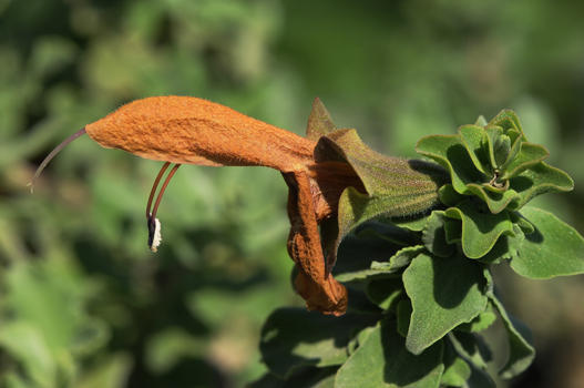 Diese Salbei stammt aus Süd-Afrika. Die goldbraunen Blüten erscheinen leider nicht jedes Jahr. Der aromatische Duft der Blätter ist einer dieser spannenden Düfte, die man entweder liebt oder ablehnt.