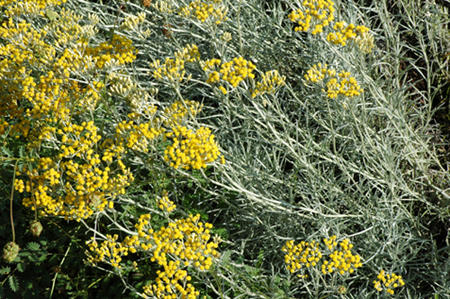 Viele Küchenkräuter wollen berührt werden und geben als Belohnung ihren Duft an unsere Hände und an die Umgebung ab.
Der Currystrauch (Helichrysum italicum) gehört zu diesen Pflanzen. Beim berühren gibt er einen erstaunlich starken Duft nach Curry von sich. Curry selber wird aber nicht aus dieser Pflanze gemacht.
