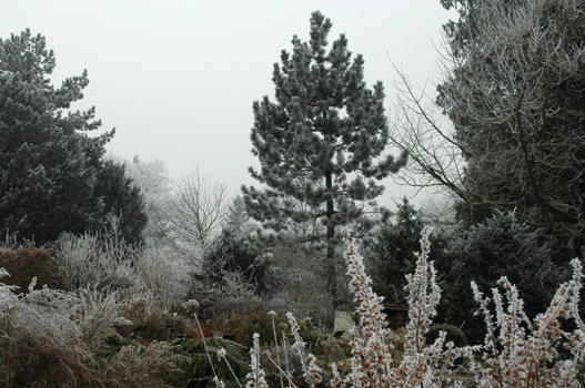 Pinus nigra austriaca

- Heimat: M- u. S-Europa, Westasien
- Besonderes: Der Sturm 1982 hat die grosse Schwarz-Kiefer umgerissen. Neben dem Wurzelstock ist ca. 1989 diese junge Schwarzkiefer gekeimt.
