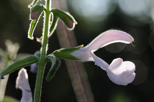 Die Salvia patens – Sorten zeichnen sich durch grosse Blüten aus. Wie ein paar wenige andere Salbeiarten bildet Salvia patens dahlienähnliche Knollen. Diese lassen sich recht gut überwintern.