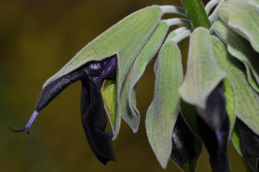 Die weissfilzigen Blätter der Peruanischen Salbei stehen in einem schönen Kontrast zu den tiefvioletten fast schwarzen Blüten. Die Stängel sind klebrig und die Blätter duften nach Cassis.