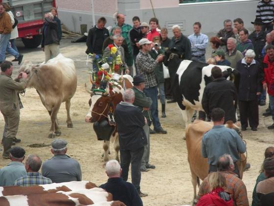 Viehschau 2008