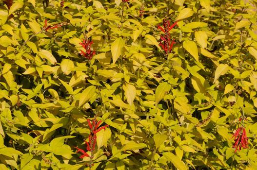 Die Blätter der aus Mexiko kommenden Ananassalbei duften tatsächlich nach Ananas. Die Pflanze ist sehr wüchsig und blüht erst im Spätherbst. Die gelbblättrige Salvia rutilans ’Instrinc Gold’ leidet nicht unter Eisenmangel, sondern ist eine schöne gelbblättrige Sorte.