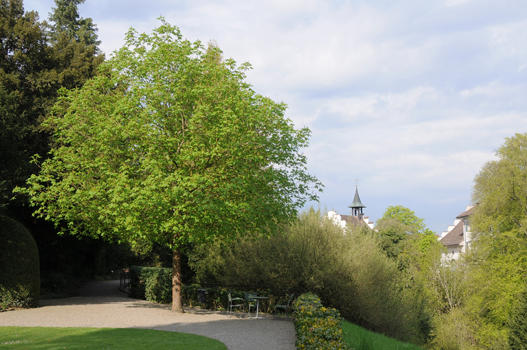 Aesculus x carnea ’Briotii’

- Sorte der Kreuzung A. hippocastanum x A. pavia
- Besonderes: Samen leicht giftig. Gepflanzt 1990 als Ersatz ehemaliger Rosskastanie. Bienenweide. Weniger anfällig auf Kastanienminiermotte. Trägt wenige Früchte.
